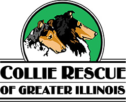 Feature Image for Collie Rescue of Greater Illinois, Inc.