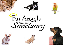 Feature Image for Fur Angels Animal Sanctuary